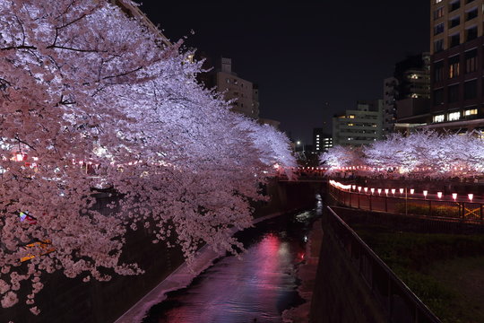目黒川の夜桜 ( 東京都品川区 2018/03/28 )
