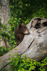 Black Bear Cub (Ursus americanus) Looks Around Side of Log © geoffkuchera