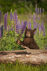 Black Bear Cub (Ursus americanus) Holds Stalk of Lupine © geoffkuchera