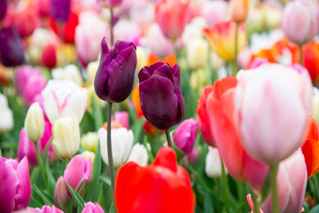 Flower tulips background. Beautiful view of color tulips