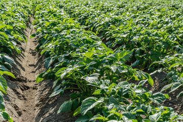 Green Field Of Potatoe Crops In A Row