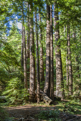 old big trees in the Pfeiffer Big Sur State Park