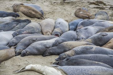 sleeping sealions at the beach