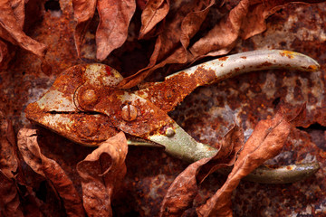 Fototapeta na wymiar Still life of Rusted Pliers and Dried Leaves