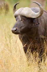 Cape Buffalo Portrait, Kruger National Park, South Africa
