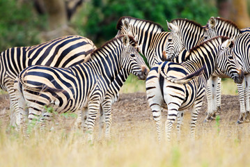 Fototapeta na wymiar Burchell's Zebra, Kruger National Park, South Africa