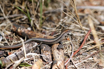 Lizard - Droptail Skink