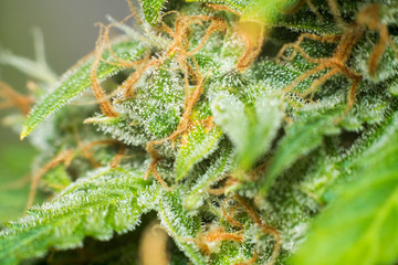 medicinal marijuana cbd thc . Concepts of legalizing herbs weed, Macro shot with sugar trichomes,...