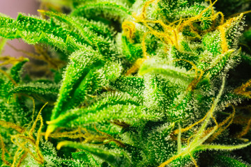 Macro shot buds cannabis on weed with sugar trichomes. concepts of grow and use of marijuana...