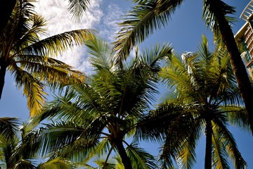 Plakat Palm trees a widely known symbol for relaxation and tropical vacation.