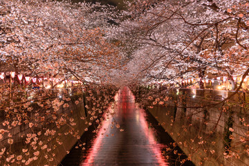 Cherry blossoms at night in Tokyo © segawa7