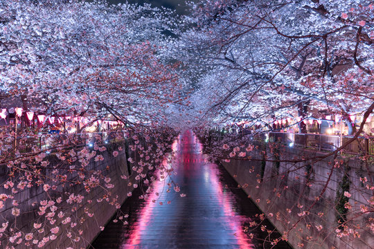 Cherry blossoms at night in Tokyo