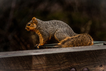 American fox squirrel at Hueston Woods State Park in Ohio