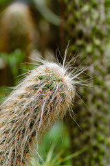 Krummer, haariger Kaktus, Oreocereus celsianus