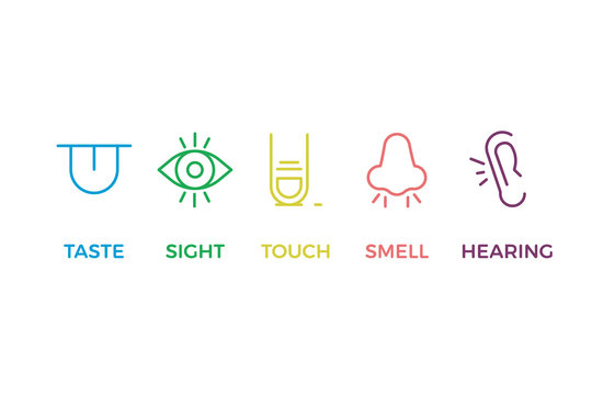 5 Human Senses Illustrations. Taste, Sight, Touch, Smell, Hearing. Tongue, Eye, Finger, Nose And Ear. Vector Trendy Thin Line Icon Pictogram Designs In Different Colors