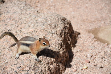 Pikes Peak Squirrel