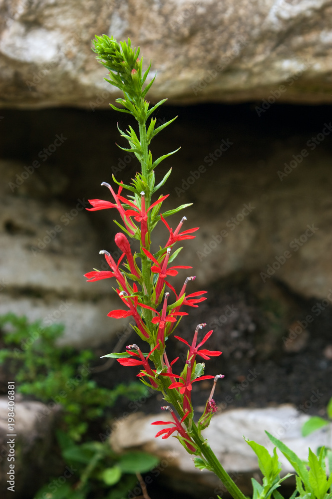 Wall mural Cardinal Flower