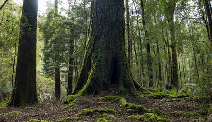 Large tree trunk with mossy covering stands tall in old growth and ancient forest, Tasmania...