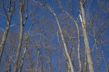 Trees 2