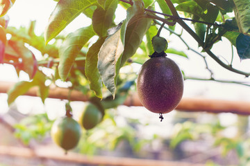 Close up of passion fruit on the vine, selective focus.