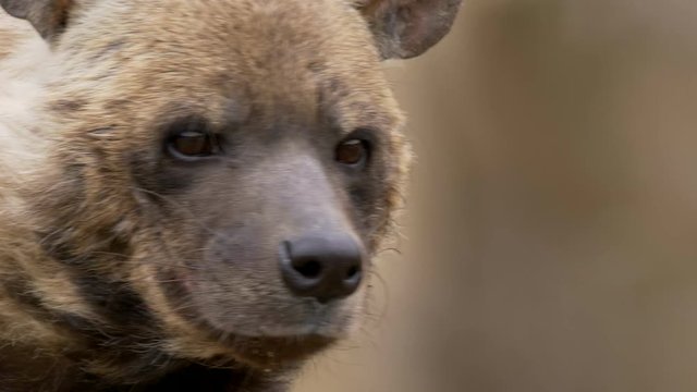 Striped hyena (Hyaena hyaena) portrait