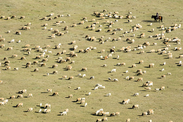 Sheeps on the grassland, photoed in Xinjiang