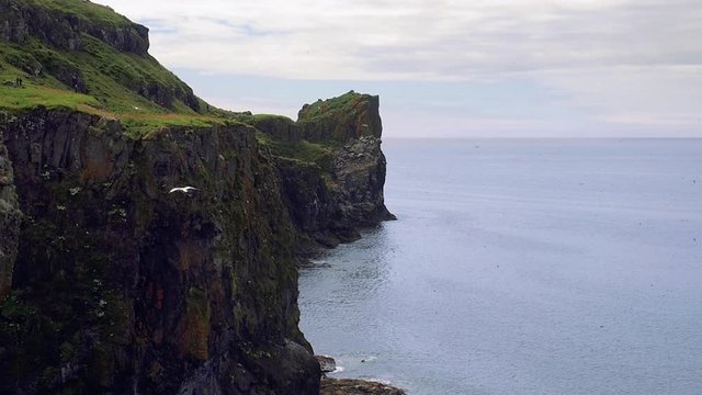 Many seabirds flying above the huge cliff in slow motion. Panoramic and close-up scenes of Harp Rock at Lunga Island, Scotland, a nesting place for thousands of birds, including atlantic puffins.