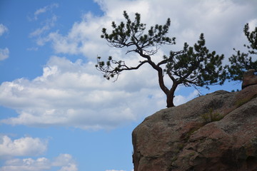 Lone Tree