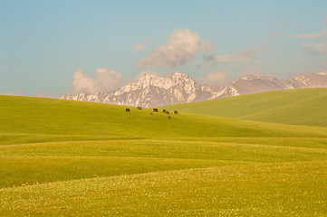 The scenery of grassland of Xinjiang
