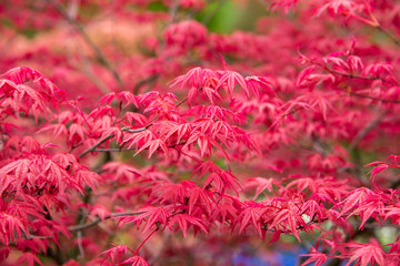 Background of red acer leaves in park