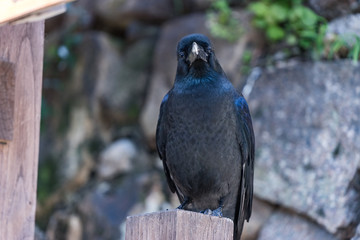 A bird crow