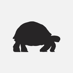 Illustration drawing style of turtle