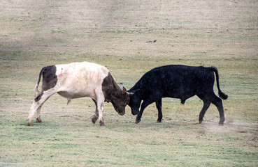 Bullfight in the outdoor
