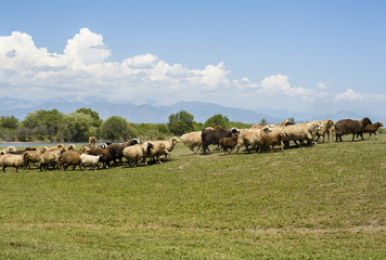 A herd of sheep running on the grassland