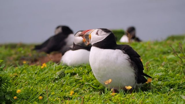 Lazy atlantic puffin spreading its wings and shaking head. Group of birds resting on the grass and sunbathing at Lunga, Treshnish Isles, Scotland. Two handheld scenes with close-up in slow motion.