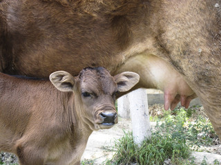 A calf standing beside his mother