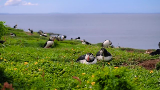 Many puffins nesting on Lunga Island, off the coast of Western Scotland on a sunny summer day. Slow motion steady shot of cute seabirds resting on the green grass. Sea is visible in background.