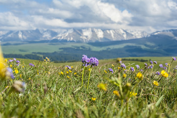 colorful blooming flowers on the grassland, Xinjiang of China