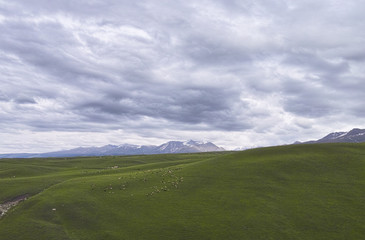 Landscape of grassland in China
