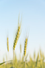 Fototapeta premium Close up image of barley corns growing in a field