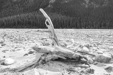 A tree trunk at the dry river bed (B&W)