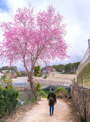 Da Lat, Vietnam - January 13, 2018: Woman on the road watching the blossoming apricot trees cherry beautiful roadside to greet the arrival of spring in the highlands near Da Lat, Vietnam