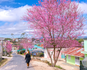 Da Lat, Vietnam - January 13, 2018: Woman on the road watching the blossoming apricot trees cherry beautiful roadside to greet the arrival of spring in the highlands near Da Lat, Vietnam