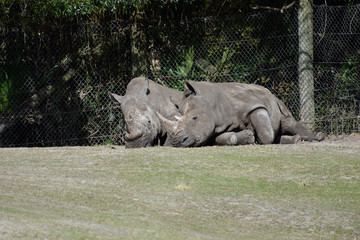 photo of the two brothers just relaxing