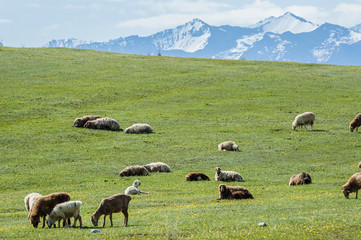 Sheep on the grassland of Xinjiang