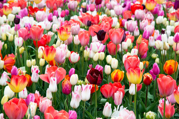 Flower tulips background. Beautiful view of color tulips