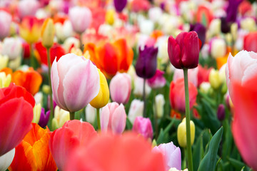 Belles tulipes dans le jardin