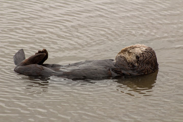 Fototapeta premium California Sea Otter