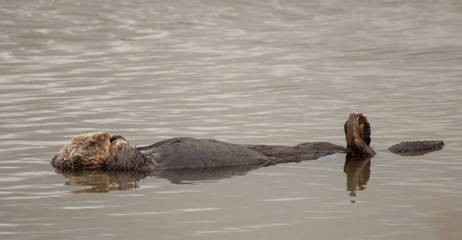 Fototapeta premium California Sea Otter