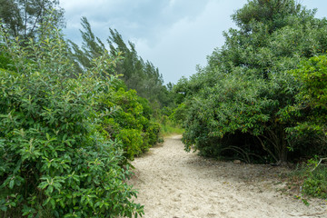 Pathway of sand near the beach